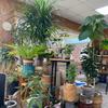 Living with plants