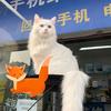 路遇手机店