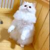 猫咪甜又乖