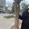 甘肃岷县野生黄芪多谢关注