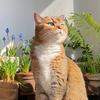 森系猫宅漫记