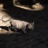 猫语