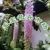 AA玉宏花卉市场