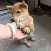 中华田园犬小糖豆