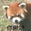 音游猫2333