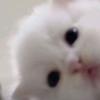 小鳄鱼