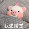 饱饱只想睡懒觉🍔