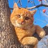 李老师养猫