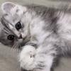 小猫日记