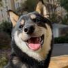 福瑞训犬