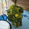墨西哥葫芦种植户