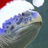 S.turtle（圣诞节🎄）