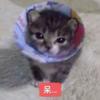 叽里咕噜脆脆饼