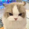 飞飞meme猫