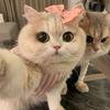 小猫饼干