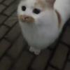 亮哥的石像仔