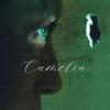 Camellia