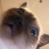 岁岁是只聪明猫！