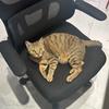 我和猫同事的日常