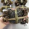 苏州大闸蟹（佳佳）
