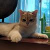 暴走小猫