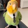 亲亲鹦鹉