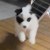 小熊猫老六