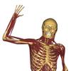 Biomechanics