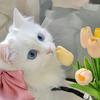 圆香芹