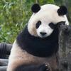 恋上熊猫
