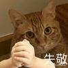 洪荒掌管猫meme的神