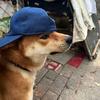 单眼皮