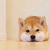 摸鱼散人