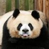努力生活的王小姐
