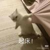 阿姆