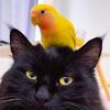 猫头鹦的移动拖把
