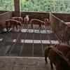 养猪的小庄