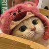 反派小猫糕手