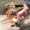 家有豹猫丶蹲家长ing