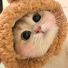 冷酷的猫咪