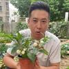 黄瓜为什么是绿的