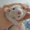 萌萌花枝鼠