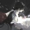 簪星