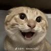 猫meme.偶哥的日常(互)