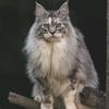 富贵猫萌宠