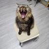 森林查尔斯