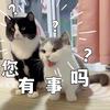 猫叨叨ฅ😸ฅ