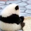 熊猫团子
