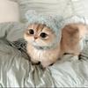 猪咪不喵