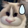猪猪小野